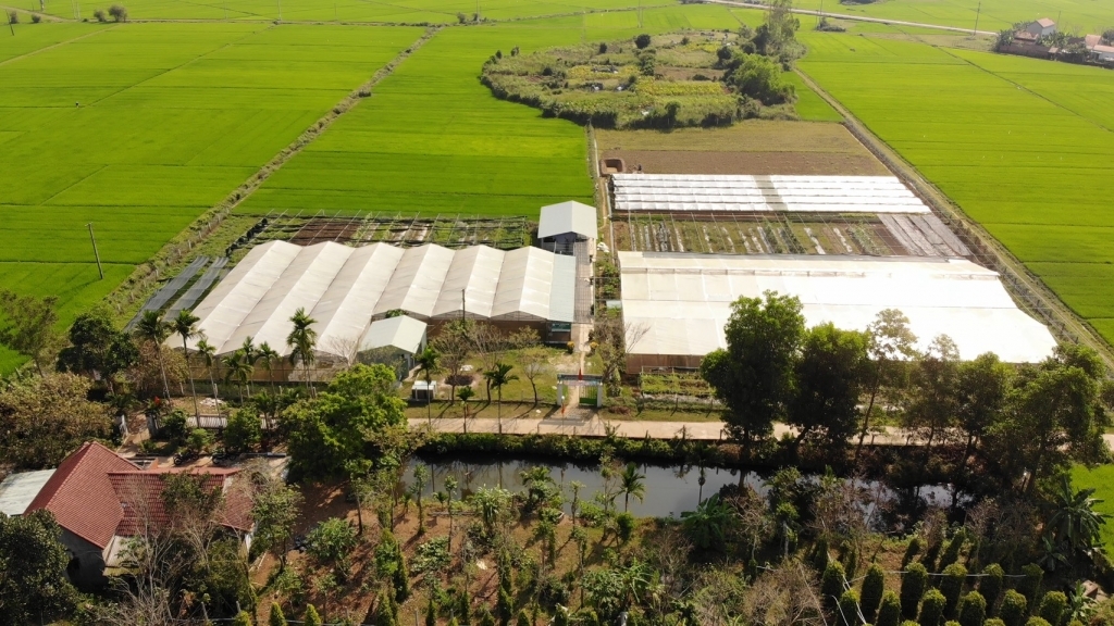 5328-mo-hinh-khyi-nghiyp-tryngrau-cy-trong-nha-kinh-tyi-quyng-nam