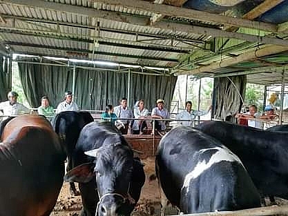Quảng Nam: 420 Hội viên Nông dân Điện Bàn được trang bị kiến thức về nông nghiệp