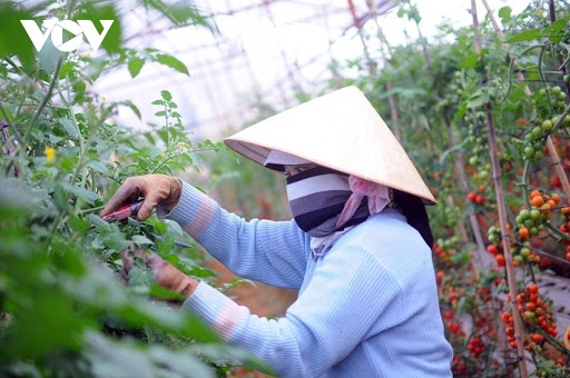 Lâm Đồng từng bước trở thành điển hình hỗ trợ khởi nghiệp nông nghiệp công nghệ cao
