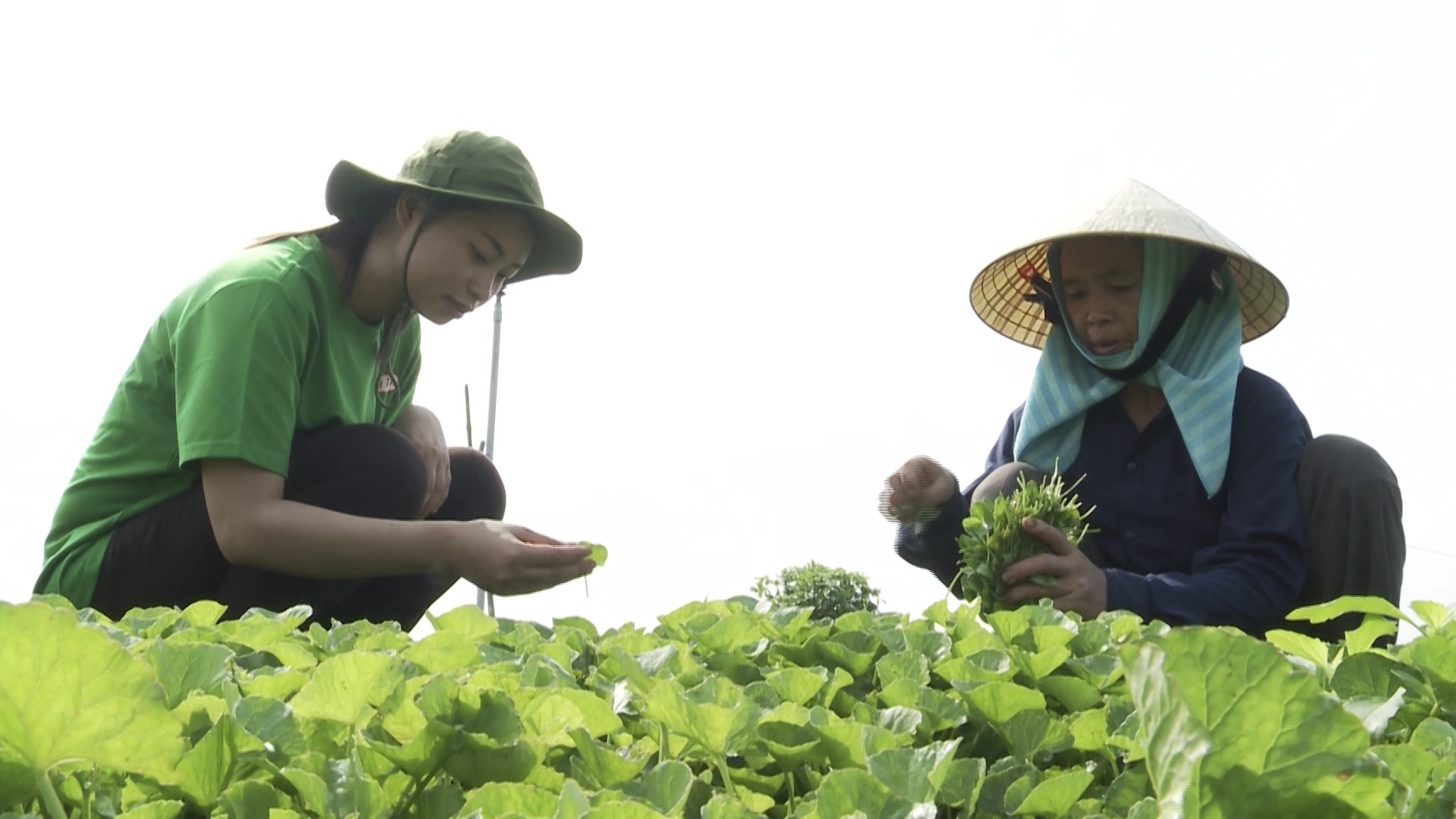 Khi người trẻ quay về với nông nghiệp