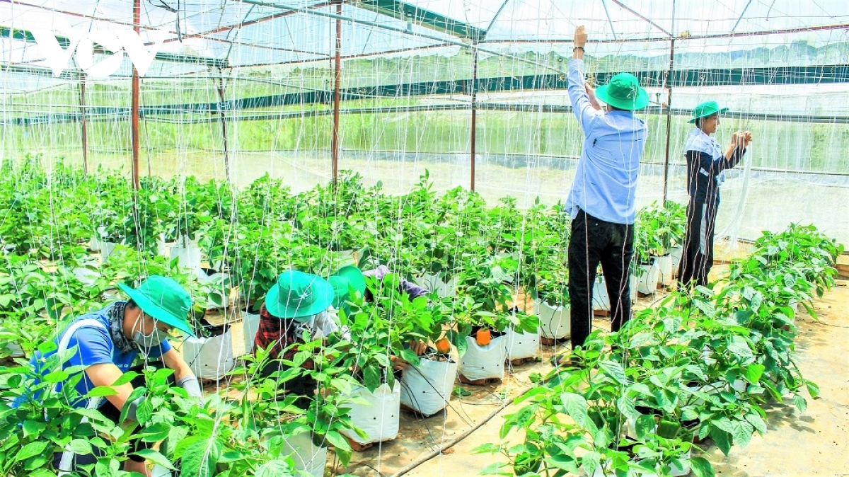 Thế hệ trẻ với khát vọng khởi nghiệp nông nghiệp sạch