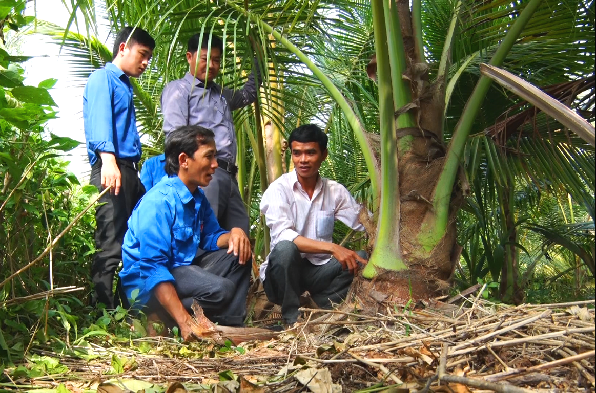 Nhiều thanh niên ở địa phương đã đến tham quan học hỏi mô hình trồng dừa bán củ hủ của anh Đáng. Ảnh: PV