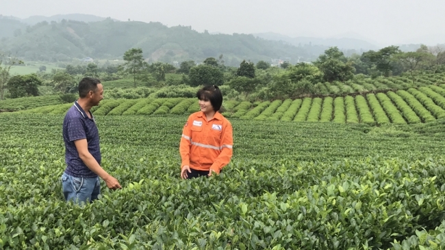 che vietgap va che huu co huong di moi cho cay che thai nguyen