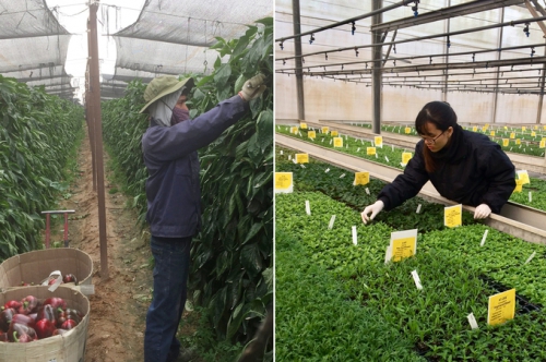 Khởi nghiệp với nghề nông - Những trí thức trẻ về quê