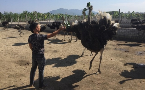khoi nghiep tu lang lam giau cung nhung chu chim khong lo