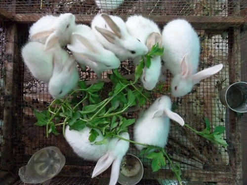 nhung chu tho viet len cau chuyen khoi nghiep thoat ngheo