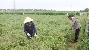 Chuyện những người phụ nữ khởi nghiệp với cây dược liệu