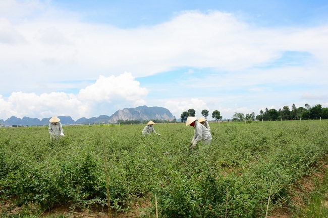 chuyen nhung nguoi phu nu khoi nghiep voi cay duoc lieu